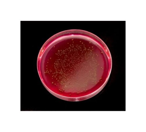 Купить Питательный бульон 500 г.