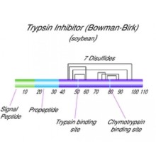 Ингибитор трипсин-химотрипсина из лиофилизированного порошка Glycine max (соя) Sigma T9777