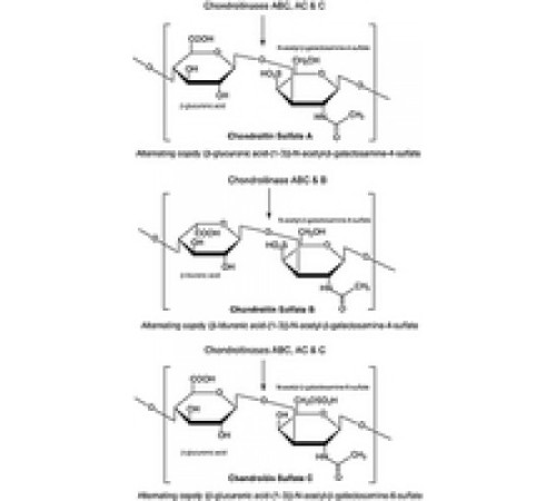 Хондроитиназа AC из лиофилизированного порошка Flavobacterium heparinum, 0,5-1,5 Единиц / мг твердого вещества (при использовании хондроитинсульфата A в качестве субстрата, также расщепляющего хондроитинсульфат C) Sigma C2780