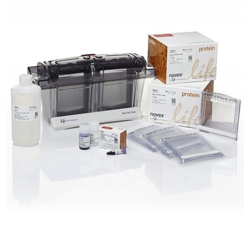 Купить Электрофорезная вертикальная камера Mini Gel Tank (Blot Welcome Pack A), 8х8 см, 2 геля, с набором реагентов, Thermo FS