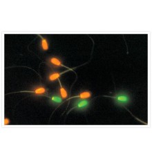 Набор LIVE/DEAD Sperm Viability Kit для флуор. анализа (цитометрия) жизнеспособности клеток сперматозоидов