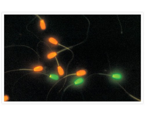 Набор LIVE/DEAD Sperm Viability Kit для флуор. анализа (цитометрия) жизнеспособности клеток сперматозоидов