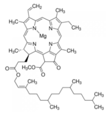 Хлорофилл а из шпината Sigma C5753