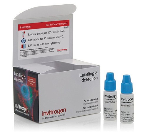 Купить Набор Vybrant DyeCycle Violet Ready Flow Reagent, для проточной цитометрии, 2х2,5 мл, 120 тестов, Thermo FS