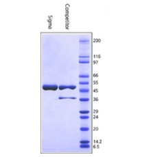 Глюкозо-6-фосфатдегидрогеназа из Leuconostoc mesenteroidesBioUltra, рекомбинантная, экспрессируется в E. coli, суспензия сульфата аммония, 95% (SDS-PAGE), 550 единиц / мг белка (биурет) Sigma G2921