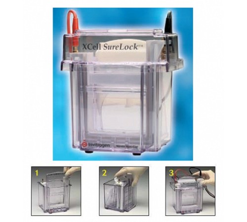 Купить Электрофорезная вертикальная камера XCell SureLock Mini-Cell, 8х8 см, 2 мини-геля, Thermo FS