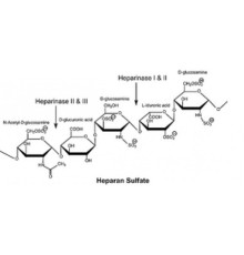 Гепариназа III из Flavobacterium heparinum Лиофилизированный порошок, стабилизированный прим. 5% (мас. / Мас.) Бычий сывороточный альбумин, 30 µ единиц / мг белка (фермент + BSA) Sigma H8891