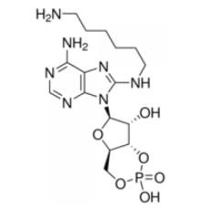 8- (6-Аминогексил) аминоаденозин 3 ': 5'-циклический монофосфат ~ 98% Sigma A8138