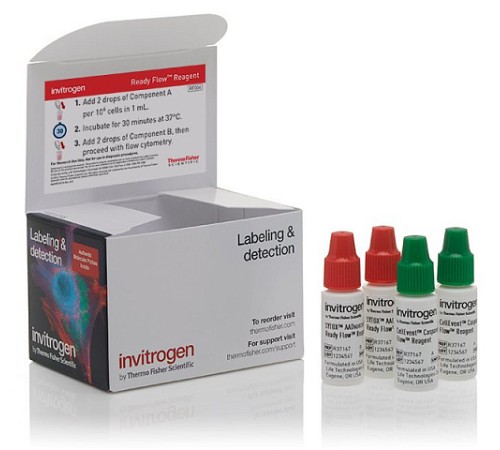 Купить Набор CellEvent Caspase 3/7 Green Ready Flow, для проточной цитометрии, 120 тестов, Thermo FS