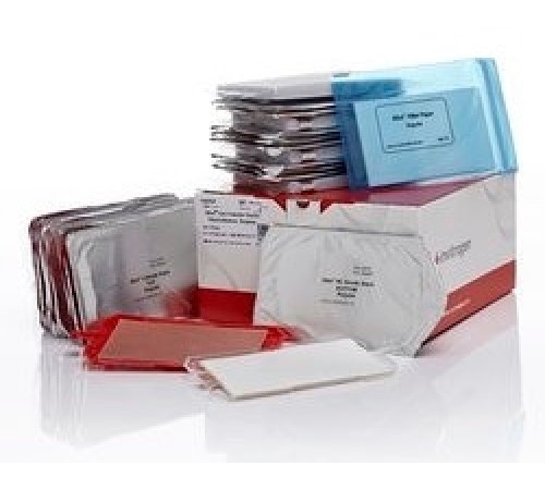 Купить Мембраны iBlot Transfer Stack, для переноса белков, 0,2 мкм, нитроцеллюлоза, 13,5 x 8 см, Thermo FS