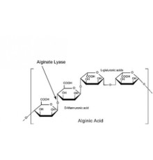 Порошок альгинат-лиазы, 10000 Единиц / г твердого вещества Sigma A1603