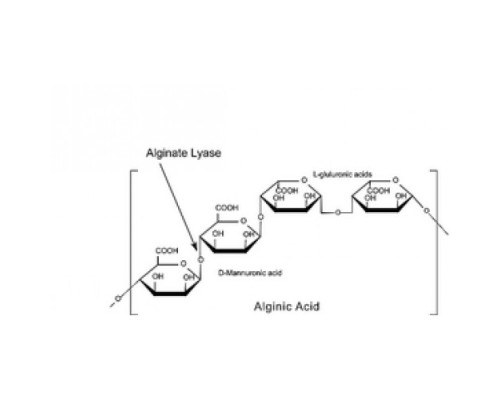 Порошок альгинат-лиазы, 10000 Единиц / г твердого вещества Sigma A1603