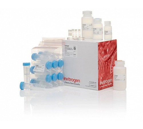 Набор JetQuick Blood and Cell Culture DNA Midiprep Kit, Thermo FS