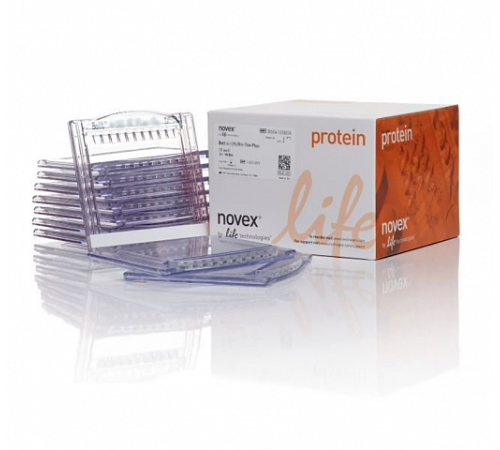 Купить Гель полиакриламидный Bolt Bis-Tris Mini Protein Gel, 8 х 8 см, 15 лунок, 12%, Thermo FS
