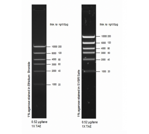 Купить Маркер длин ДНК High DNA Mass Ladder, 6 фрагментов от 1000 до 10 000 п.н., 0,13 мкг/мкл, Thermo FS