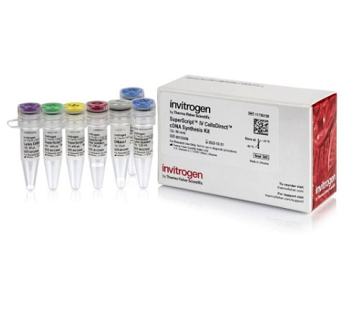 Купить Набор для прямого синтеза кДНК SuperScript IV CellsDirect cDNA Synthesis Kit из лизата клеток млекопитающих без предварительного выделения РНК, Thermo FS