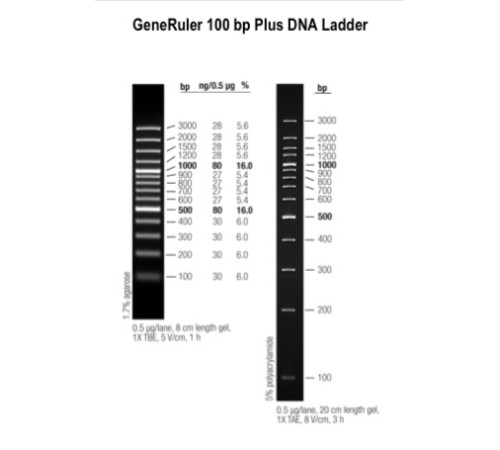 Купить Маркер длин ДНК GeneRuler 100 bp Plus, 14 фрагментов от 100 до 3000 п.н., 0,5 мкг/мкл, Thermo FS