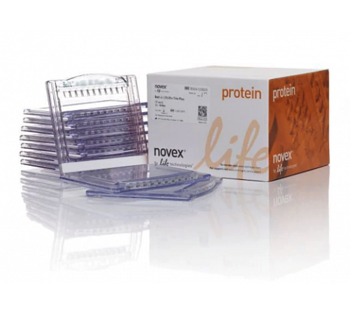 Купить Гель полиакриламидный Bolt Bis-Tris Mini Protein Gel, 8 х 8 см, 10 лунок, 8 %, Thermo FS