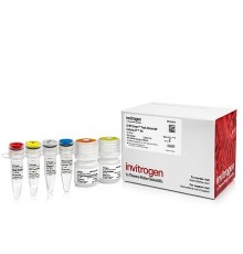 Набор для прямого анализа экспрессии генов SYBR Green Fast Advanced Cells-to-CT Kit из культивируемых клеток без предварительного выделения РНК, Thermo FS