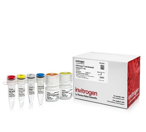 Купить Набор для прямого анализа экспрессии генов SYBR Green Fast Advanced Cells-to-CT Kit из культивируемых клеток без предварительного выделения РНК, Thermo FS