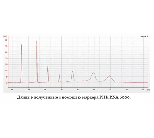 Купить Маркер РНК, RNA 6000, от 200 п.н. до 6000 п.н., 150 мкг/мл, Thermo FS