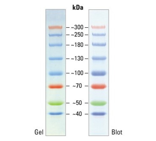 Купить Маркеры белковые молекулярного веса, предокрашенные, Spectra, 40-300 кДа, 8 полос, Thermo FS
