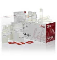 Набор PureLink HiPure Plasmid Maxiprep Kit, Thermo FS