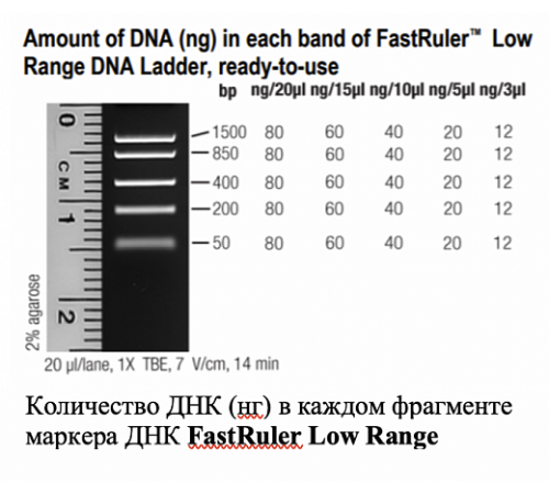 Купить Маркер длин ДНК, FastRuler Low Range, 5 фрагментов от 50 до 1500 п.н., готовый к применению, Thermo FS