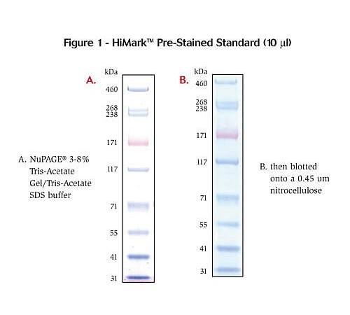 Купить Маркеры белковые молекулярного веса, предокрашенные, HiMark, 30-460 кДа, Thermo FS