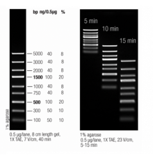 Маркер длин ДНК для экспресс анализа GeneRuler Express, 9 фрагментов от 100 до 5000 п.н., готовый к применению, 0,1 мкг/мкл, Thermo FS