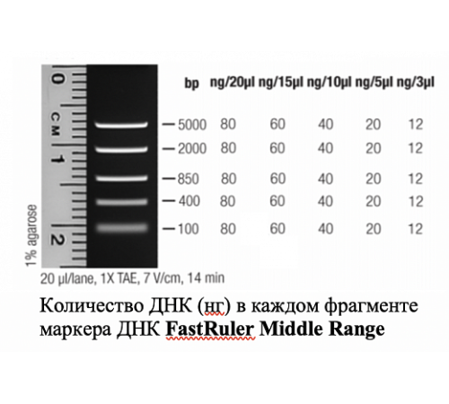 Купить Маркер длин ДНК FastRuler Middle Range, 5 фрагментов от 50 до 1500 п.н., готовый к применению, Thermo FS