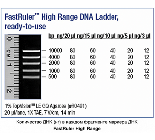 Купить Маркер длин ДНК, FastRuler High Range, 5 фрагментов от 500 до 10000 п.н., готовый к применению, Thermo FS