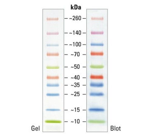 Купить Маркеры белковые молекулярного веса, предокрашенные, Spectra, 10-260 кДа, 10 полос, Thermo FS