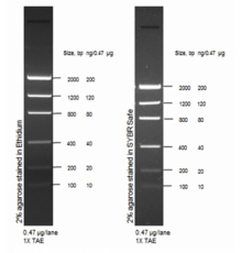 Маркер длин ДНК Low DNA Mass от 100 п.н. до 2000 п.н., 0,1175 мкг/мкл, Thermo FS