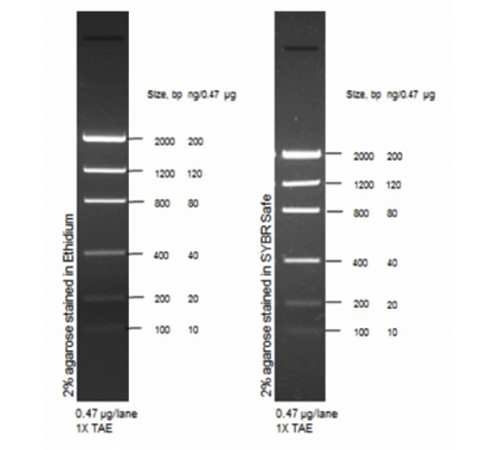 Купить Маркер длин ДНК Low DNA Mass от 100 п.н. до 2000 п.н., 0,1175 мкг/мкл, Thermo FS