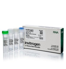 Набор DNA-free DNA Removal Kit, Thermo FS