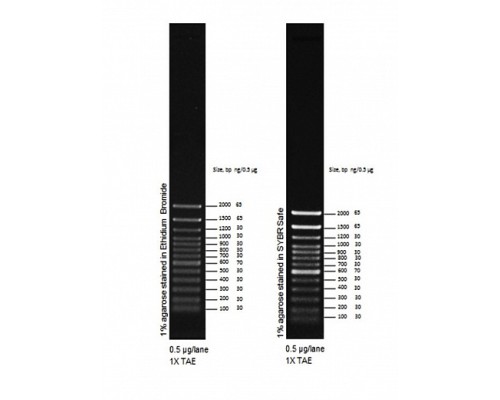 Маркер длин ДНК, 100 bp, 13 фрагментов от 100 до 1000 п.н., 0,1 мкг/мл, Thermo FS