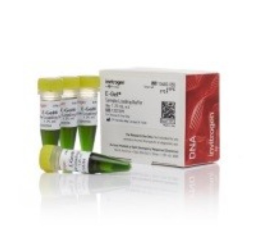 Купить Краситель для нанесения на гель TriTrack DNA Loading Dye, 6X, Thermo FS