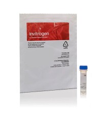 Краситель SYTO RNASelect Green Fluorescent cell Stain, Thermo FS